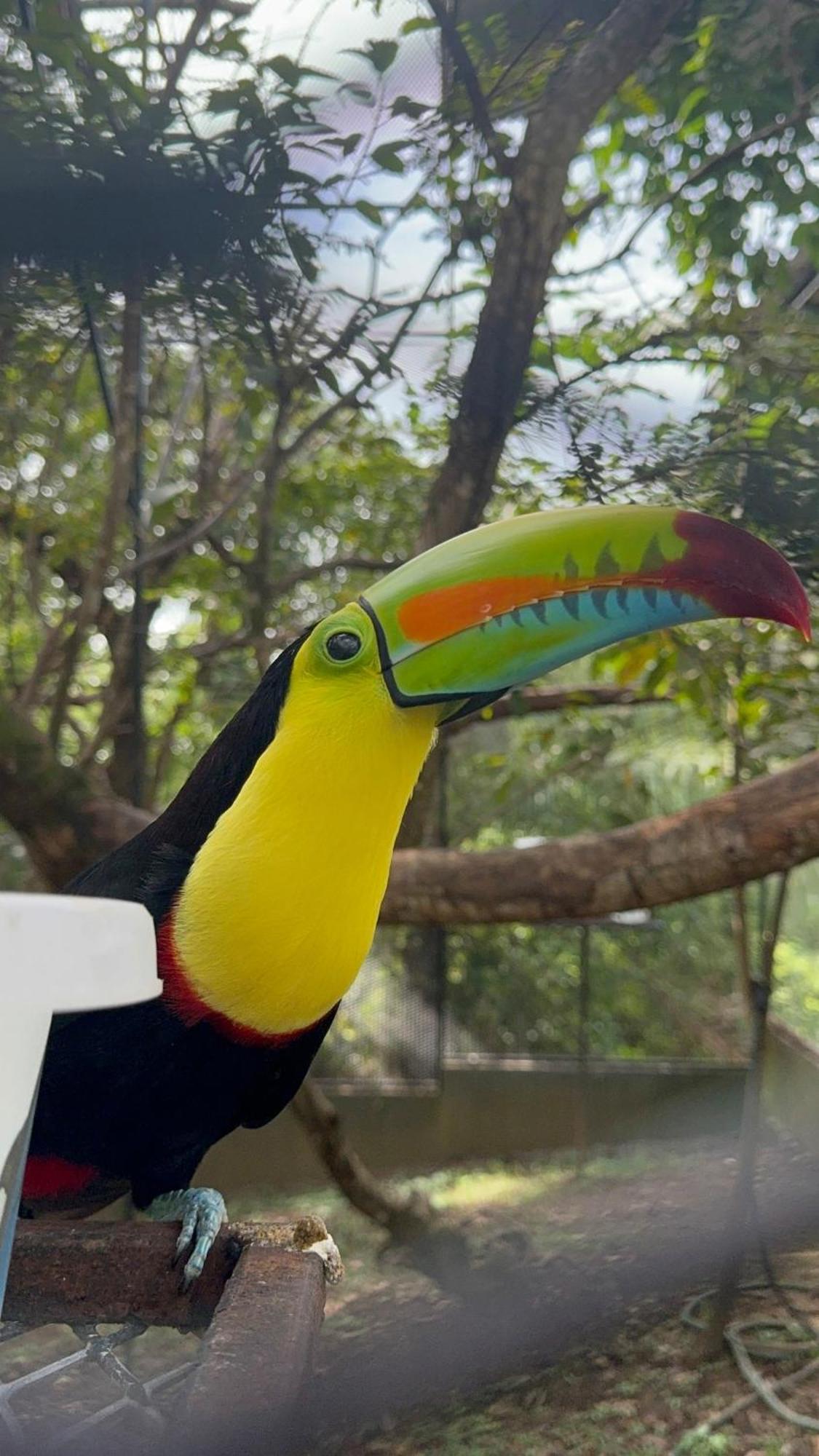 فيلا Casa Nero Panama بوكاتشيكا المظهر الخارجي الصورة